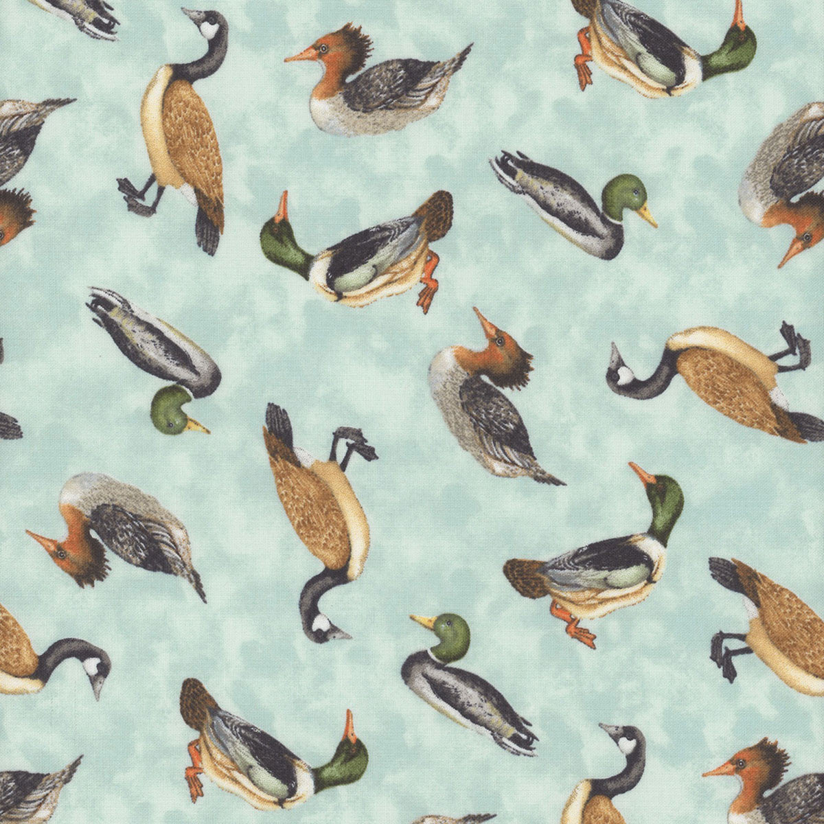 Down by the Lake, ducks and geese, sky blue