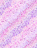 Bubble Up, wide backing - Essentials, 108" wide, rainbow