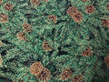 Holiday White - pinecones/evergreen on black