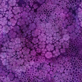 Rainbow of Jewels-purple bloom