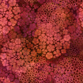 Rainbow of Jewels-red bloom