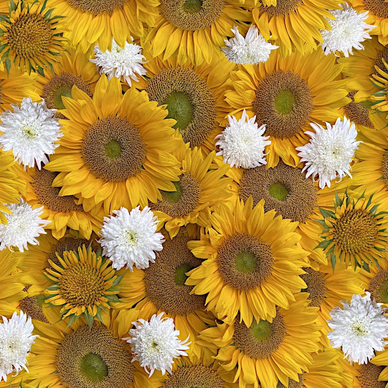 Hand Picked-Forget Me Not, digital print, sun flair