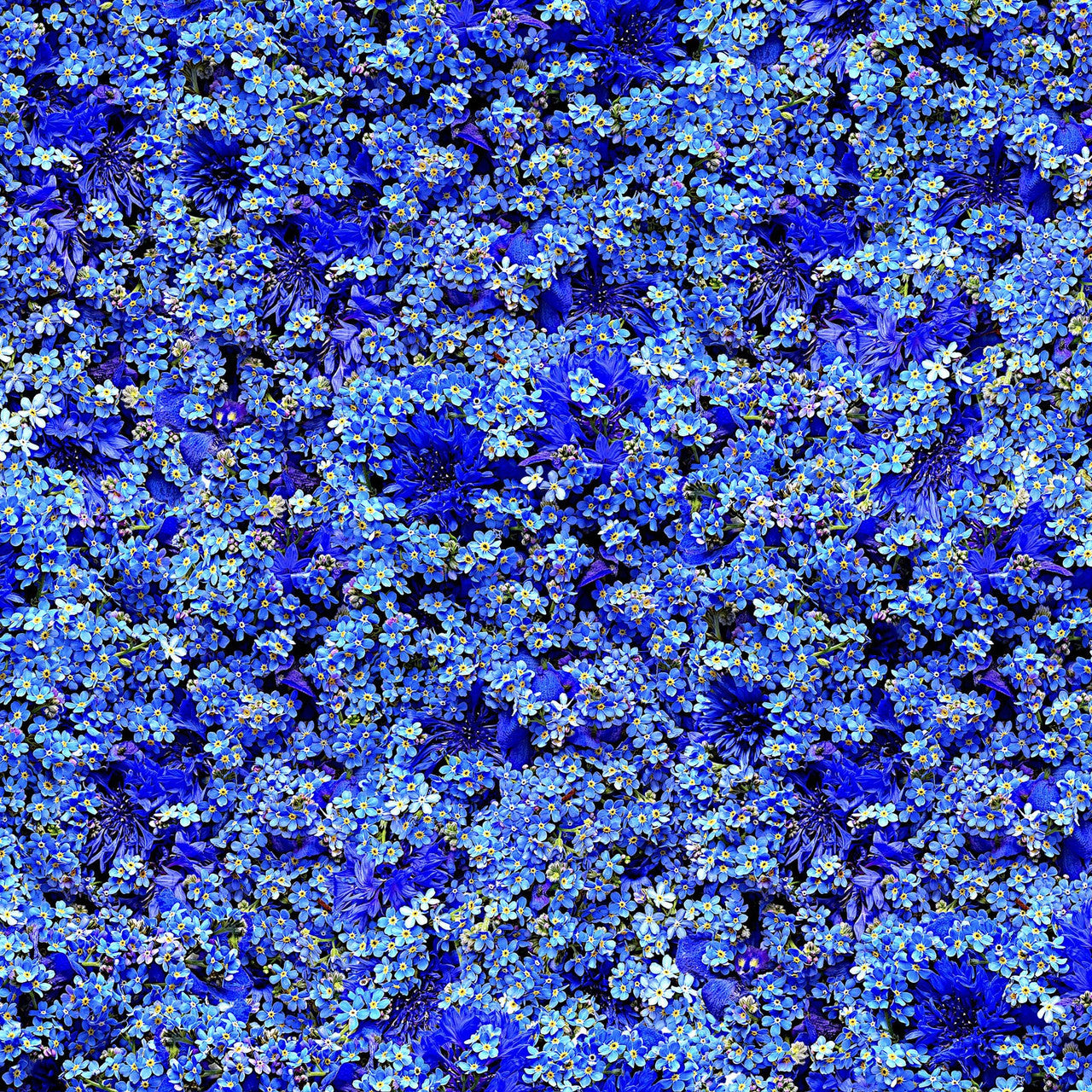 Hand Picked-Forget Me Not, digital print, forget me not