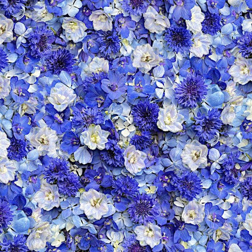 Hand Picked-Forget Me Not, digital print, Delft